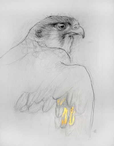 Peregrin Falcon Artwork in Graphite and gold foil