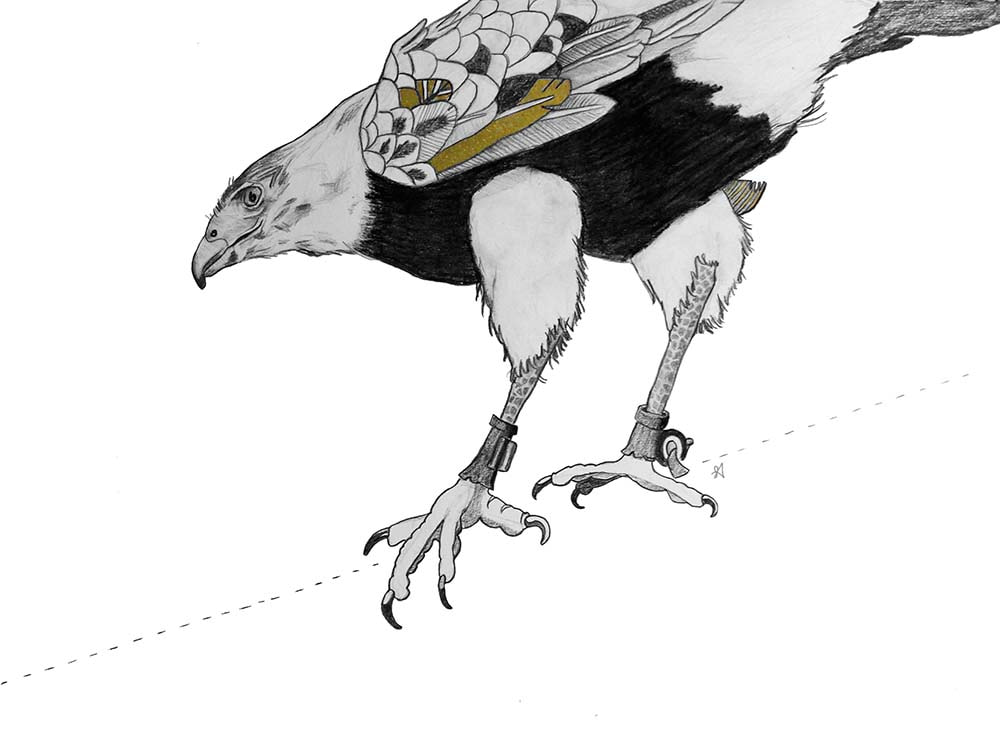 Harris Hawk Illustration in Graphite and gold ink