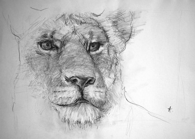 Lioness Illustration