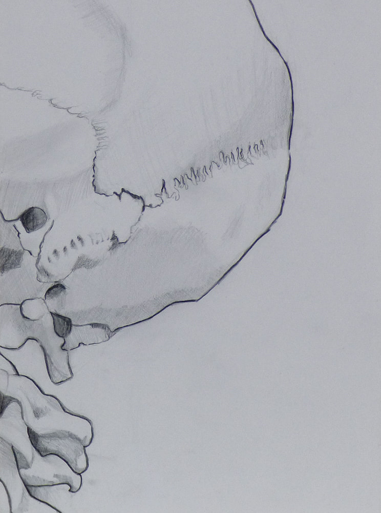 Cranium Sketch