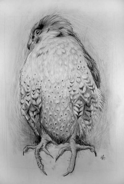 Falcon artwork in graphite